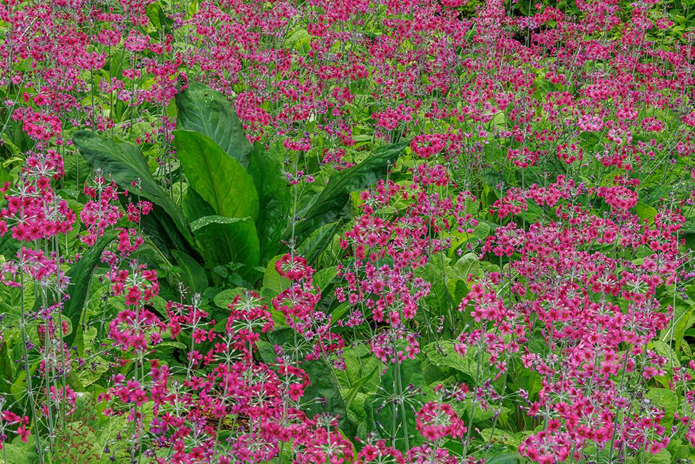 USA-Washington-Bainbridge Island. Candelabra primrose and skunk cabbage scenic.